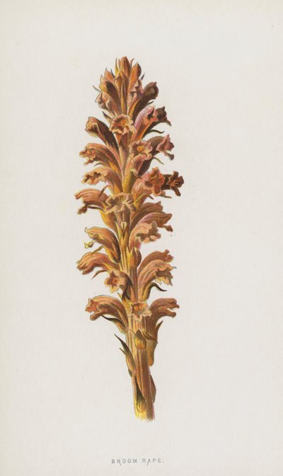 Kostvoldtekt (chromolitho) av Frederick Edward Hulme