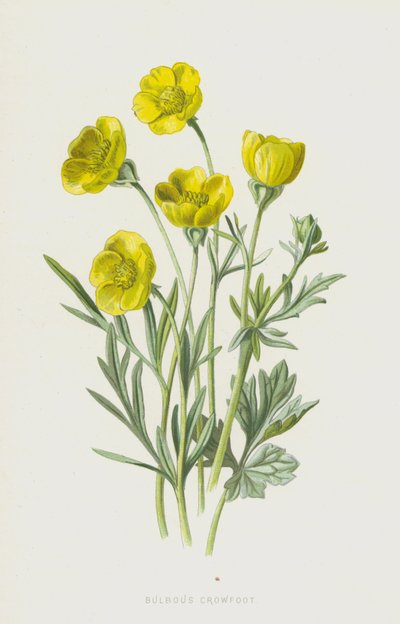 Bulbous kråkefot (chromolitho) av Frederick Edward Hulme