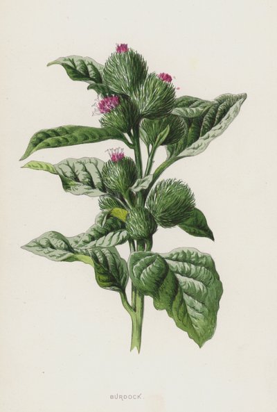 Burdock (chromolitho) av Frederick Edward Hulme