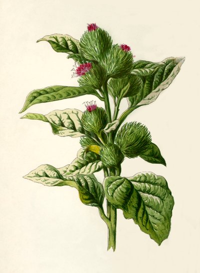 Burdock, 1877. av Frederick Edward Hulme