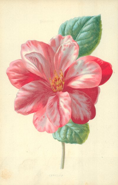 Camellia av Frederick Edward Hulme