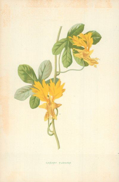 Kanariblomst av Frederick Edward Hulme
