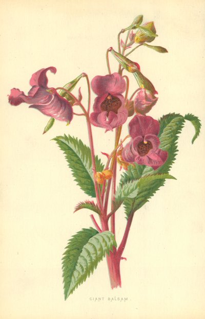 Ciant Balsam av Frederick Edward Hulme