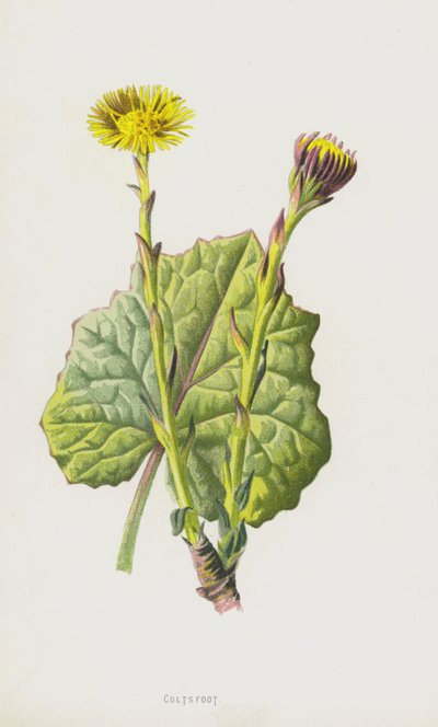 Hesteføl (chromolitho) av Frederick Edward Hulme