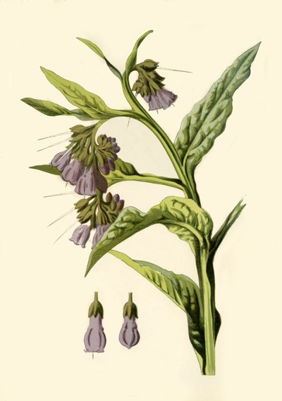 Comfrey, 1877. av Frederick Edward Hulme
