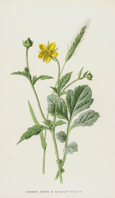 Common Avens og Meadow-Barley (chromolitho) av Frederick Edward Hulme