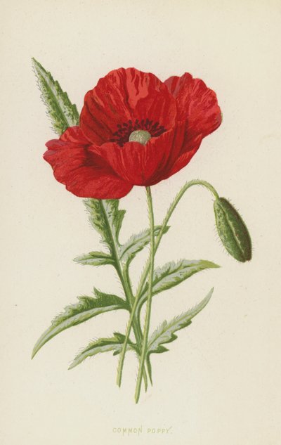 Vanlig valmue (chromolitho) av Frederick Edward Hulme