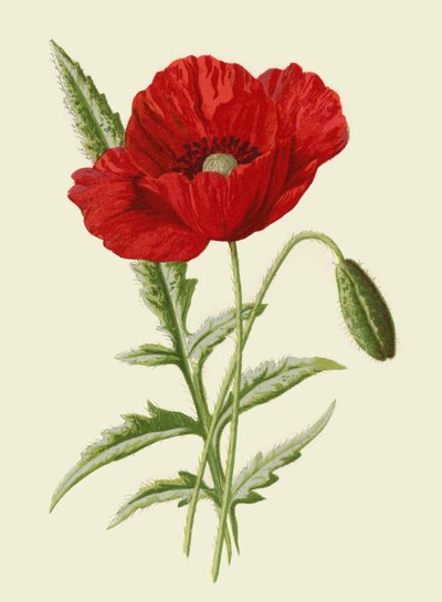 Vanlig valmue av Frederick Edward Hulme