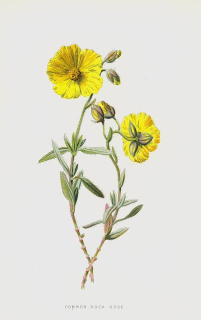 Common Rock Rose (chromolitho) av Frederick Edward Hulme