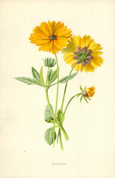 Coreopsis av Frederick Edward Hulme