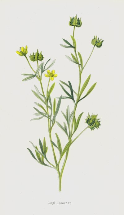 Mais kråkefot (chromolitho) av Frederick Edward Hulme