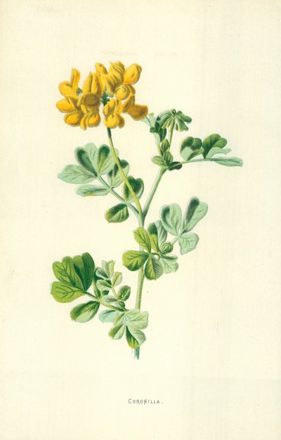 Krone av Frederick Edward Hulme