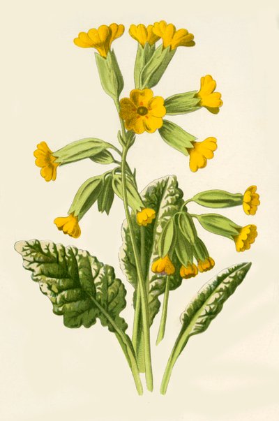 Cowslip, 1877. av Frederick Edward Hulme