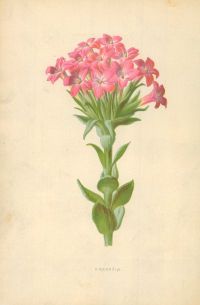 Crassula av Frederick Edward Hulme