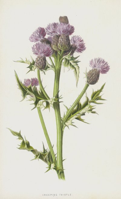 Krypende tistel (chromolitho) av Frederick Edward Hulme