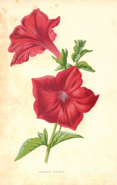 Crimson Petunia av Frederick Edward Hulme