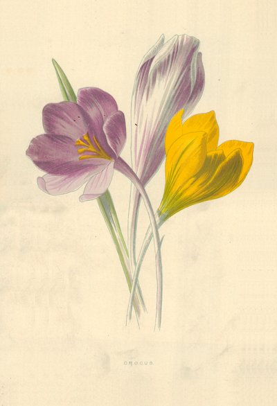 Krokus av Frederick Edward Hulme