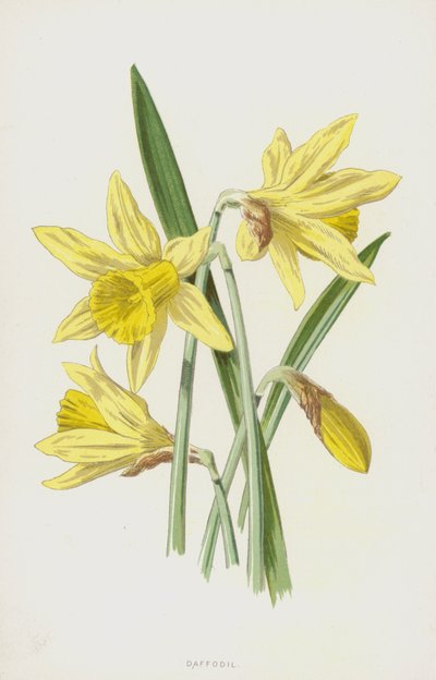 Påskelilje (chromolitho) av Frederick Edward Hulme