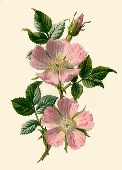 Dog-Rose, 1877. av Frederick Edward Hulme