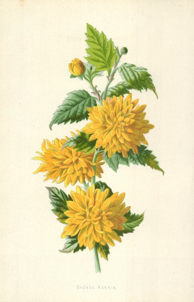 Dobbel Kerria av Frederick Edward Hulme