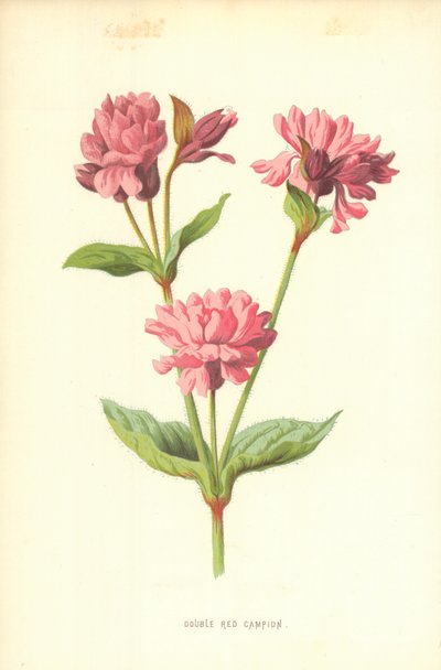 Dobbel rød Campion av Frederick Edward Hulme