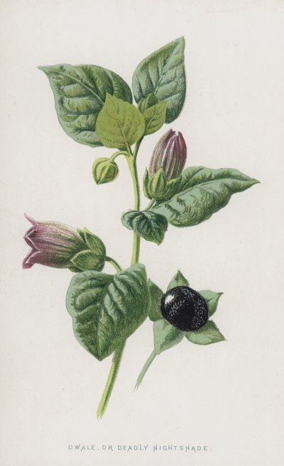 Dwale, eller Deadly Nightshade (chromolitho) av Frederick Edward Hulme
