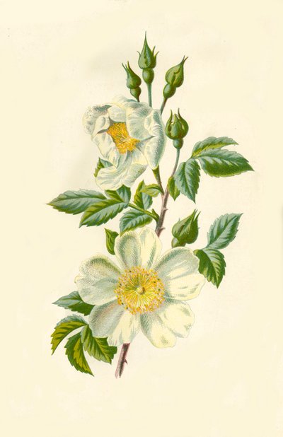 Field Rose, 1877. av Frederick Edward Hulme