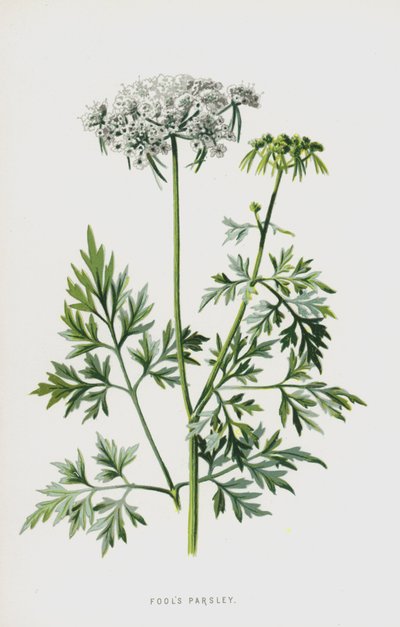 Fools Persille (chromolitho) av Frederick Edward Hulme