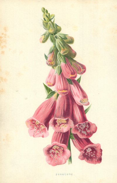 Revenellik av Frederick Edward Hulme