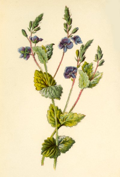 Germander Speedwell, 1877. av Frederick Edward Hulme