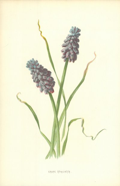 Drue Hyacinth av Frederick Edward Hulme