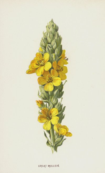 Stor mullein (chromolitho) av Frederick Edward Hulme