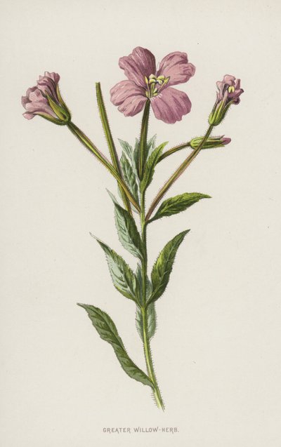 Greater Willow-urt (chromolitho) av Frederick Edward Hulme
