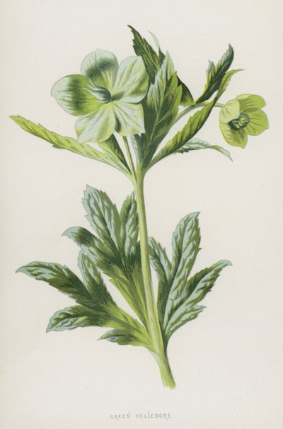 Grønn Hellebore (chromolitho) av Frederick Edward Hulme