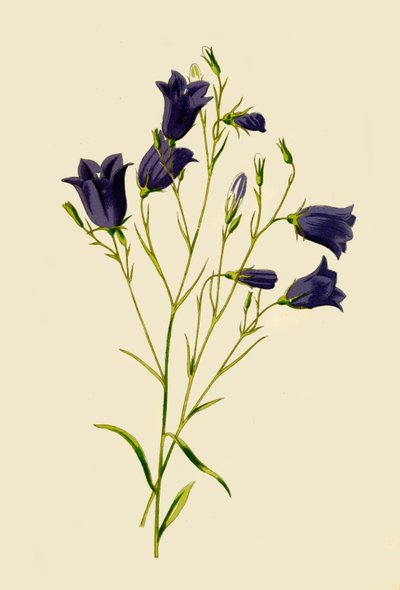 Harebell, 1877. av Frederick Edward Hulme