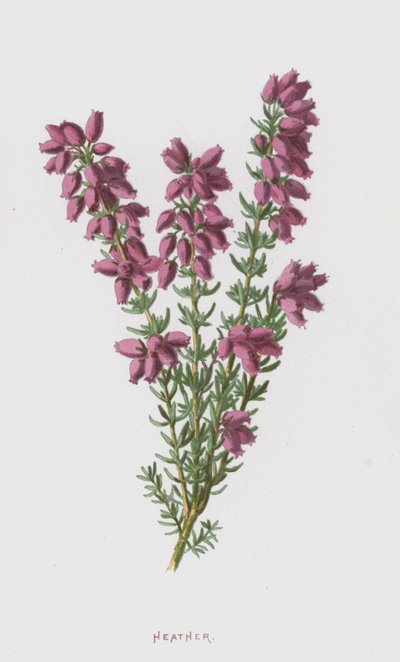 Lyng (chromolitho) av Frederick Edward Hulme