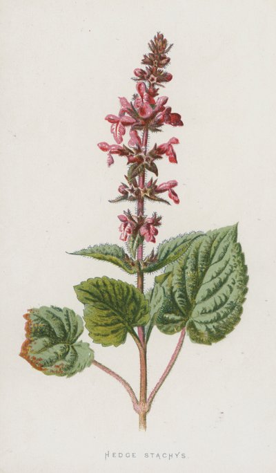 Hedge Stachys (chromolitho) av Frederick Edward Hulme