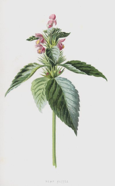 Hamp brennesle (chromolitho) av Frederick Edward Hulme