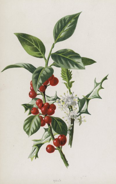 Holly (chromolitho) av Frederick Edward Hulme