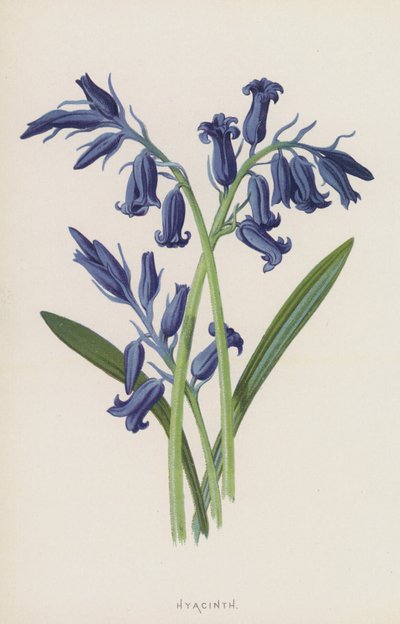 Hyacinth (chromolitho) av Frederick Edward Hulme