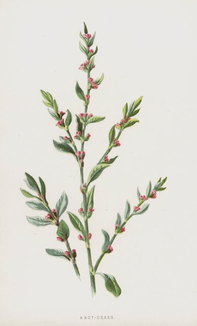 Knot-Grass (chromolitho) av Frederick Edward Hulme