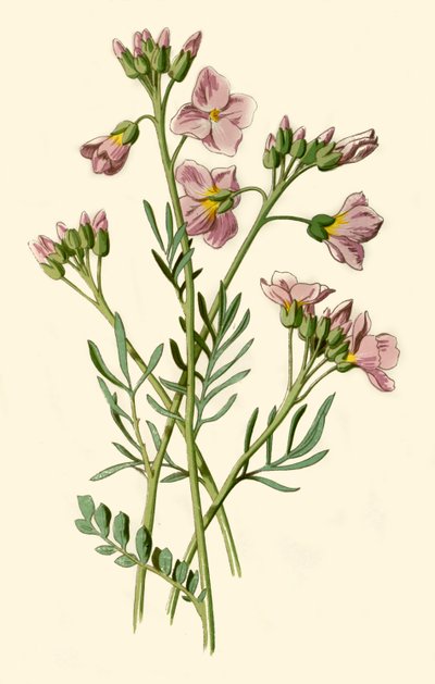 Damekil, bitterkarse eller gjøkblomst, 1877. av Frederick Edward Hulme