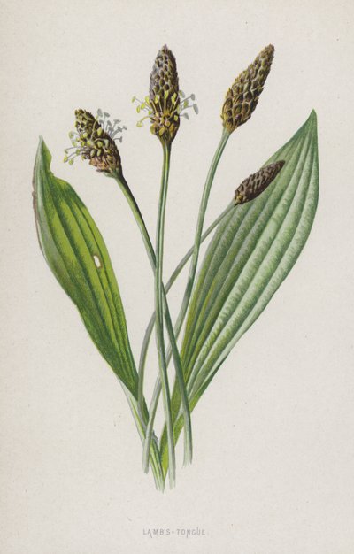 Lam-tunge (chromolitho) av Frederick Edward Hulme