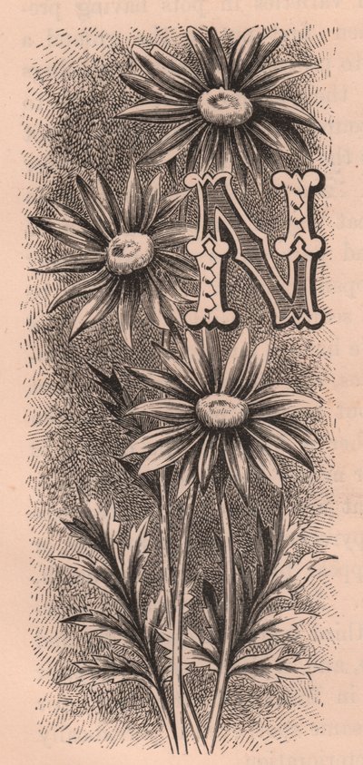 Bokstav N, drop cap letter, gravering, cm 10x5, av Frederick Edward Hulme (1841-1909) fra The familiar Garden Flower, ca 1880 av Frederick Edward Hulme