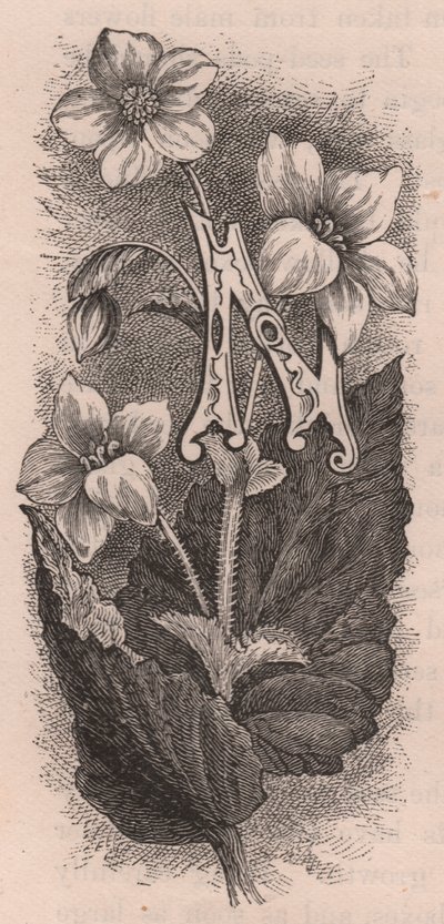 Bokstav N, drop cap letter, gravering, cm 10x5, av Frederick Edward Hulme (1841-1909) fra The familiar Garden Flower, ca 1880 av Frederick Edward Hulme