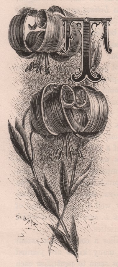 Bokstav T, drop cap letter, gravering, cm 10x5, av Frederick Edward Hulme (1841-1909) fra The familiar Garden Flower, ca 1880 av Frederick Edward Hulme
