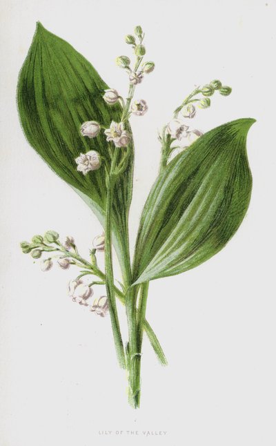 Lily of the Valley (chromolitho) av Frederick Edward Hulme