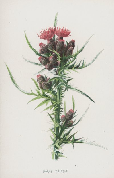 Myrtistel (chromolitho) av Frederick Edward Hulme