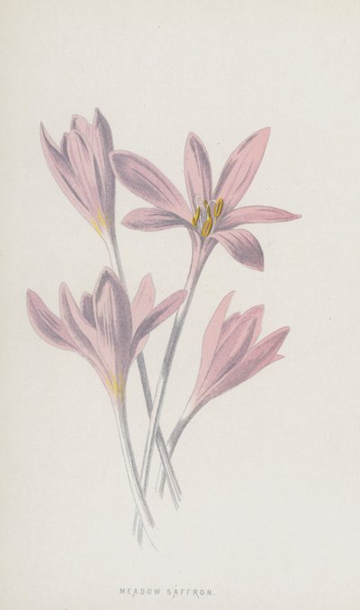Meadow Saffron (chromolitho) av Frederick Edward Hulme