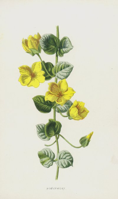 Moneywort (chromolitho) av Frederick Edward Hulme